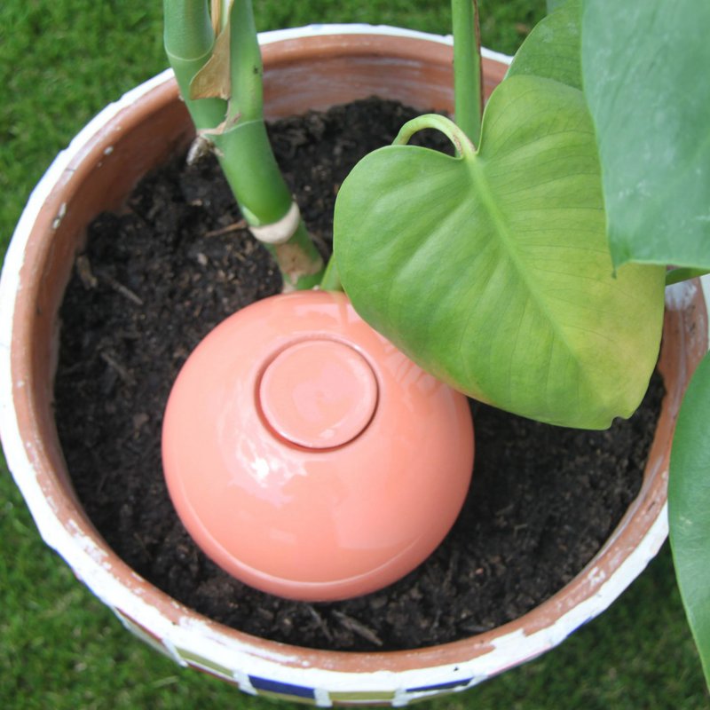 Ollas til Plant Pastel