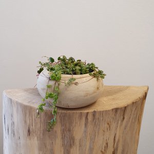 Plant bowl, ceramic, frost-proof, decoration, gift, unique, D= 16 cm x 8 cm (H)