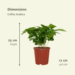 2x Coffea Arabica - Coffee plant - 25cm - ø12