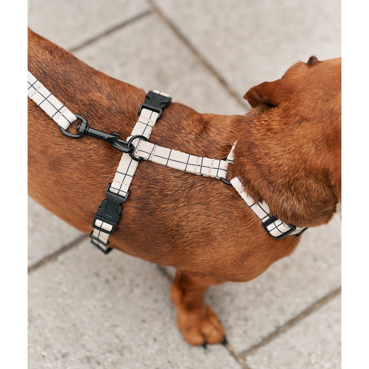 Recycled PET Harness Beige Line Design, Juno