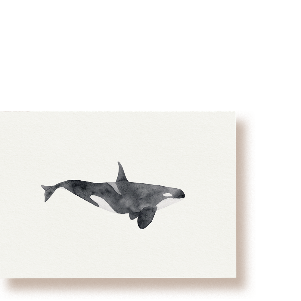 Orca | whale postcard