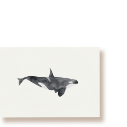 Orca | whale postcard