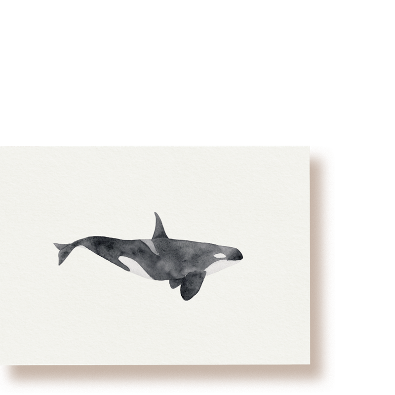 Orca | whale postcard