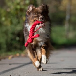 Hugo Hummer - kultlegetøj til hunde