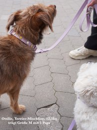 Hunde snor udendørs vandtæt