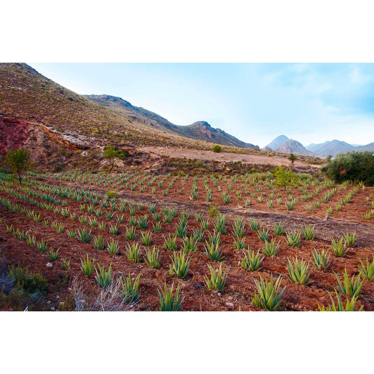Cosmos Organic Pure Aloe Gel