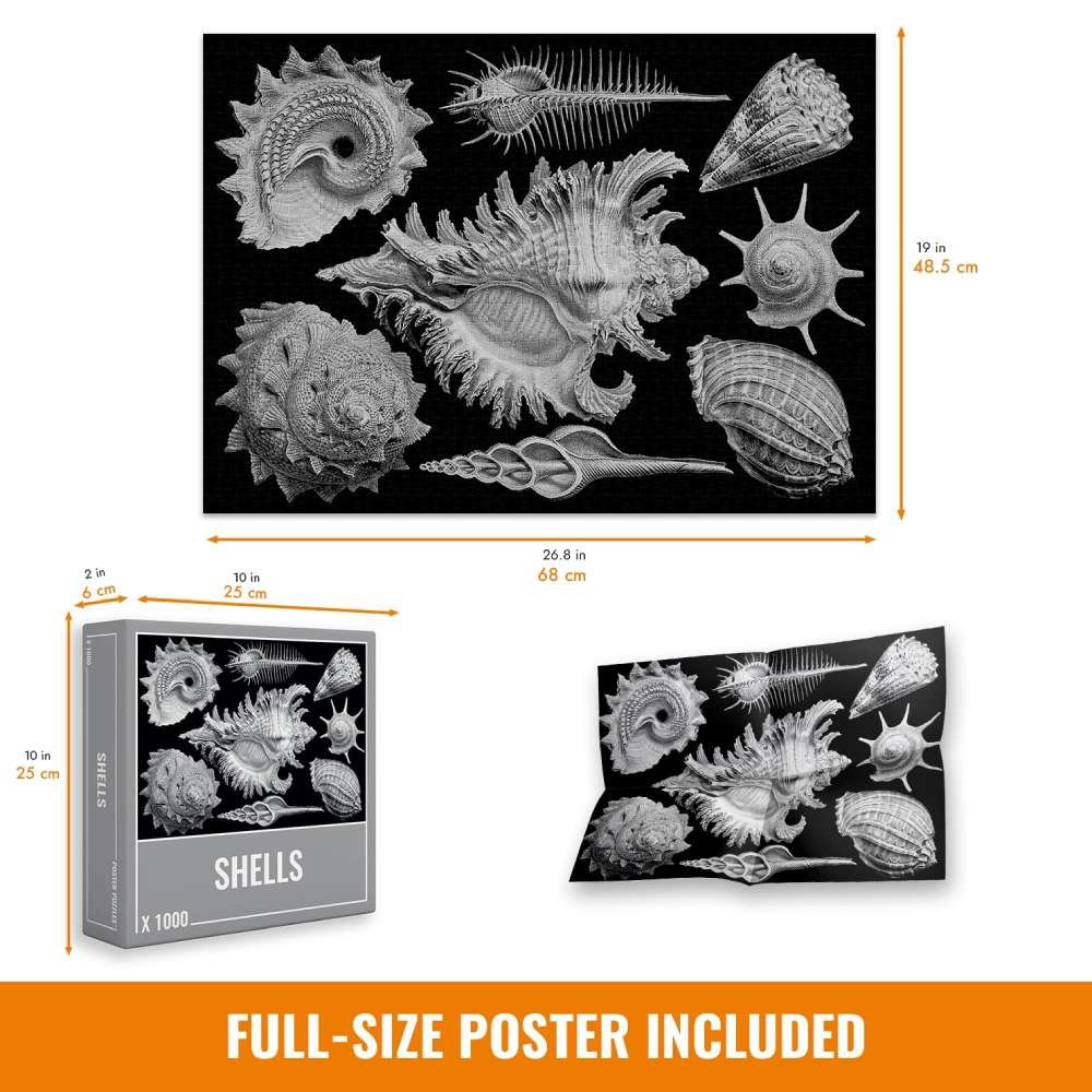 Shells Jigsaw Puzzle (1000 pieces)