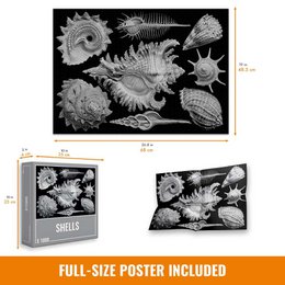 Shells Jigsaw Puzzle (1000 pieces)