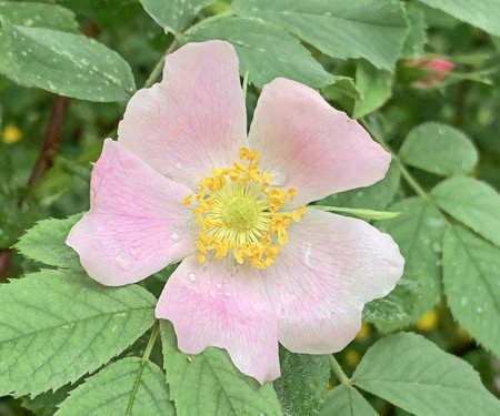 ALL YOU NEED! Anti wrinkle Face Cream 100% organic, prickly pear seed oil