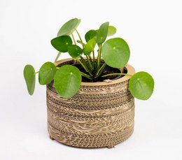 Cardboard Flowerpot and Plant Pot - Roos