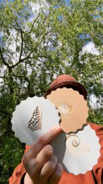 Coaster/Coaster 10 motifs shells - 12 sets