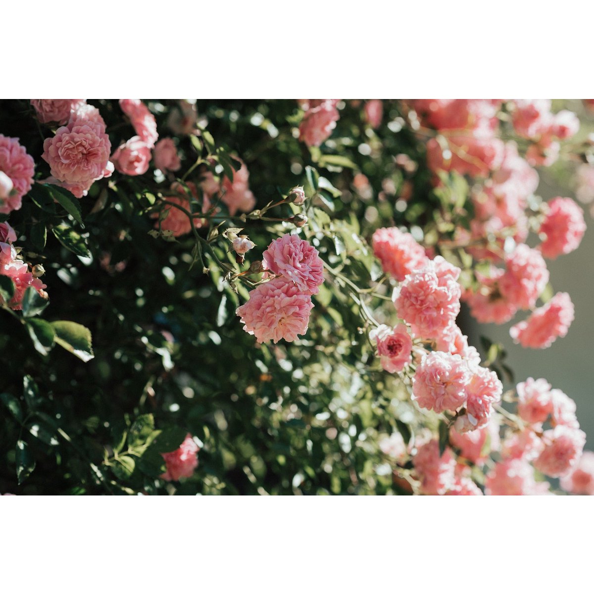 Premium fragrance candle "Rose & Patchouli"-Floral & spicy
