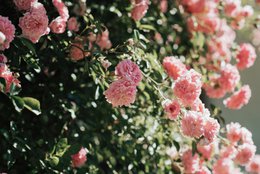 Vela de fragancia premium "Rose & Patchouli" -Floral & Spicy