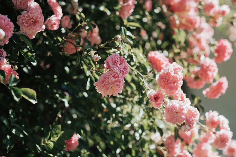 Vela de fragancia premium "Rose & Patchouli" -Floral & Spicy