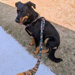 Savane dog leash