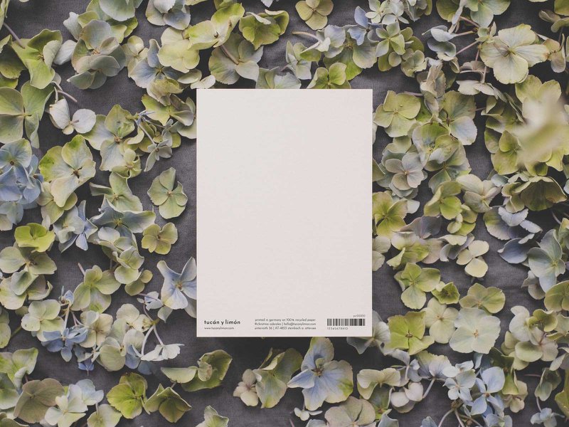 Stieglitz | Postkarte