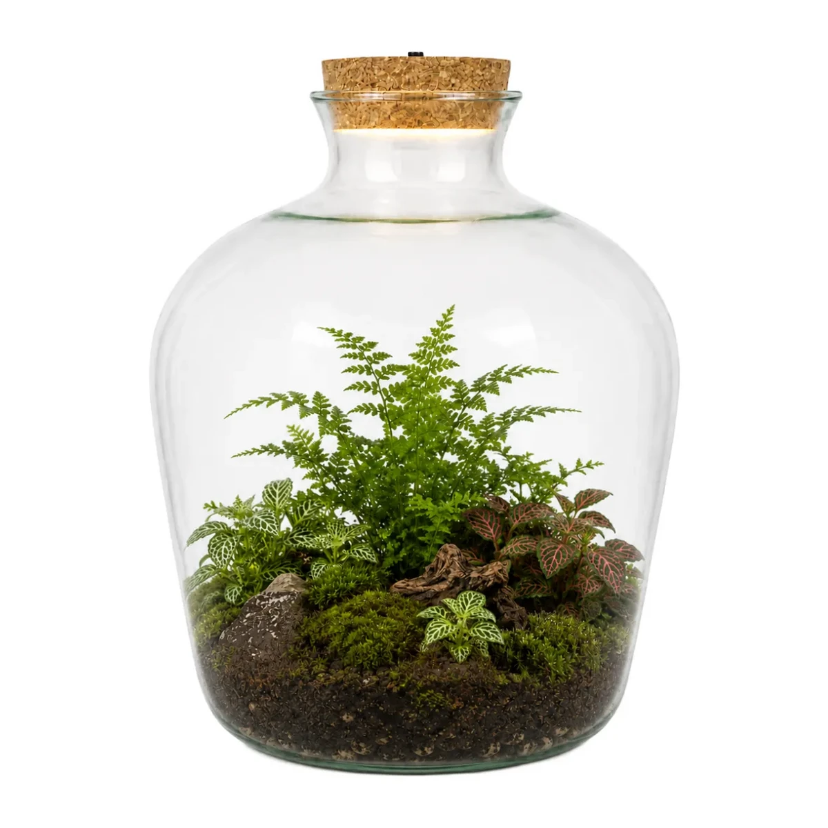 Glass Terrarium with LED Cork W-480A 25 cm
