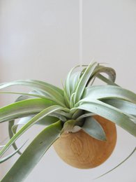 Esfera Colgante - Roble Claro