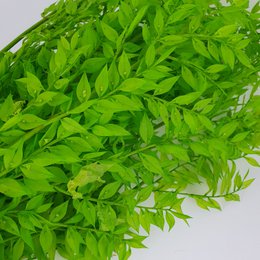 Ruskus Dalio apple green dried flower, 300g. Vibrant green leaves, delicate texture, natural and organic appearance. Suitable for floral arrangements, crafts, and home decor.