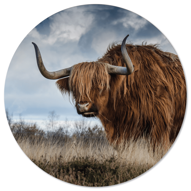 Muurcirkel buffel