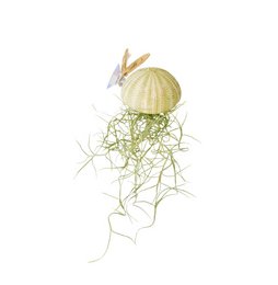 Green airplant with suction cup for hanging, natural plant decor