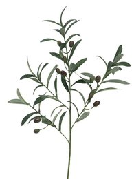 Rameau d'Olivier - Vert - 70cm