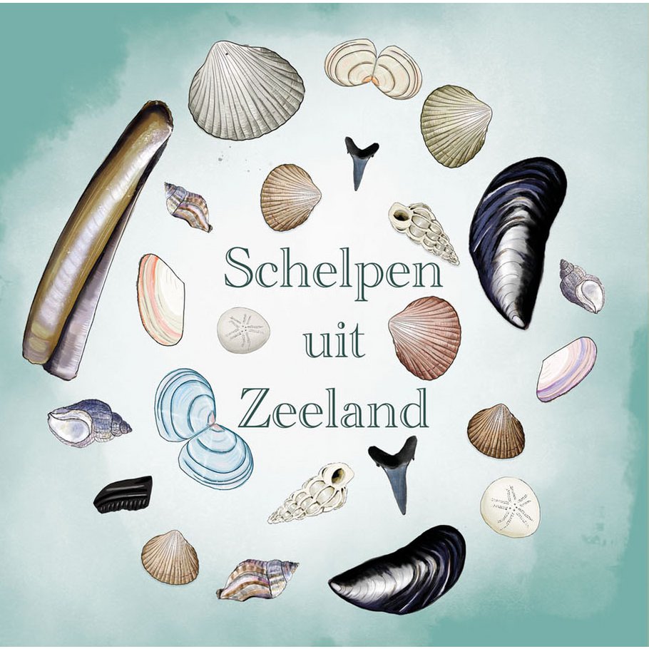 Karta muszli Zeeland Muszle z Zeeland