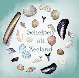 Carta conchiglie della Zelanda Conchiglie della Zelanda