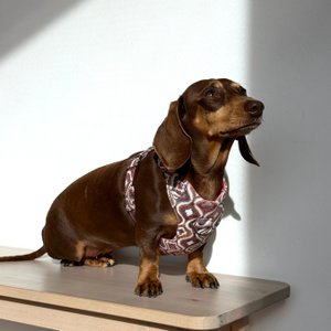 Dog harness and leash set ONDA