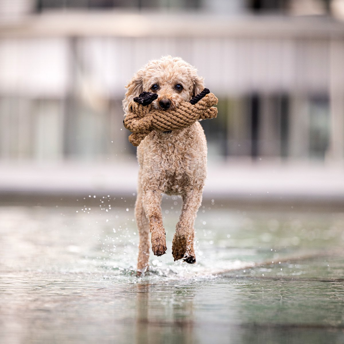 Doggy Dog Jr. - giocattolo cult per cani