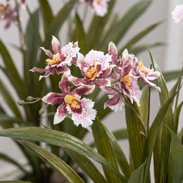 Planta artificial - Orquídea - Burdeos - 45cm