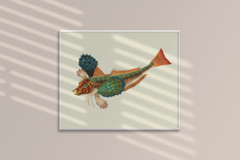 Japanischer Knurrhahn