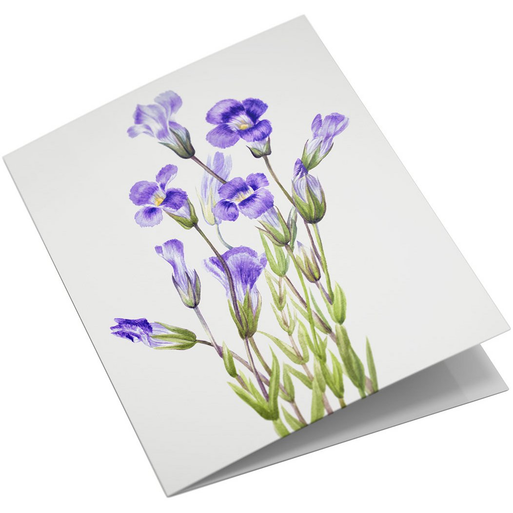 Lykønskningskortsæt Vilde blomster