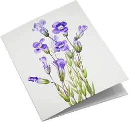 Lykønskningskortsæt Vilde blomster