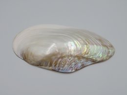 Mother-of-pearl shell - Kupang 20-22 cm