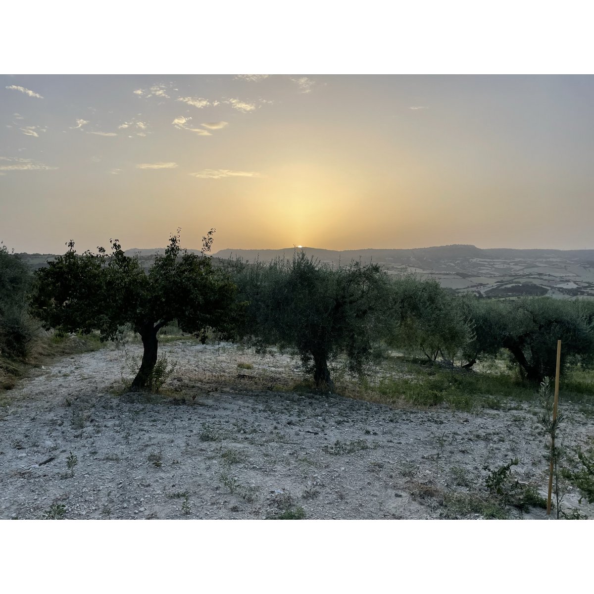 ITALIA | SICILIA | Extra Virgin Olive Oil - il SALTO | Bag in Box 5 LT