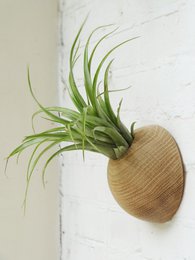 Emisfero - Rovere chiaro