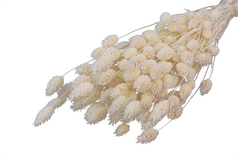 Phalaris tørret, farvebleget/hvid, længde ca 60cm, mængde ca 60g