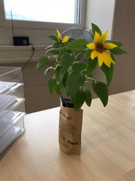 Mi planta no se ha secado, solo crece crocante (girasol)