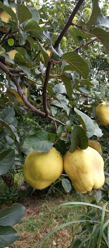 YIAM Greek Traditional Handmade Spoon Quinces with Almonds, 450g