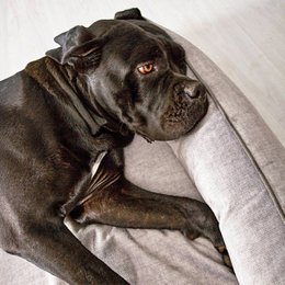 GLAM CLASSIC HUNDEBETT