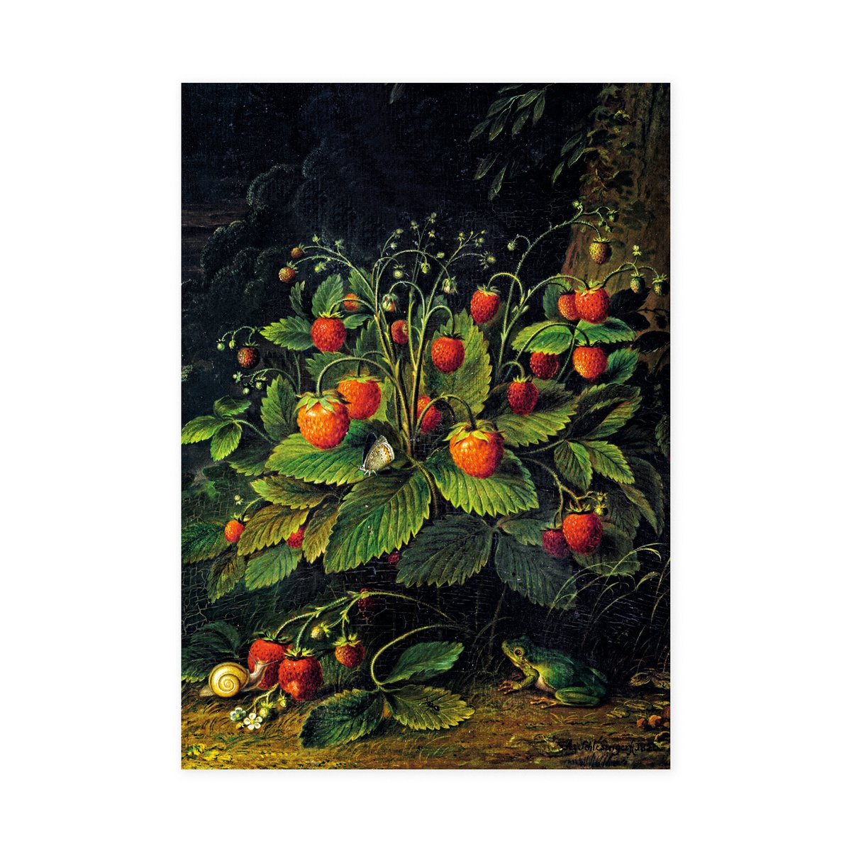 Torchon, Schlesinger, Fraises