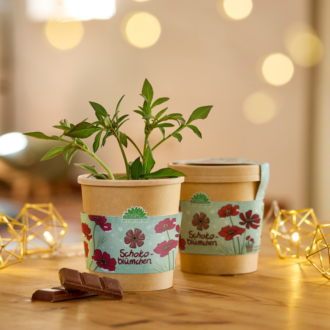 Schokoblumen aus dem Becher