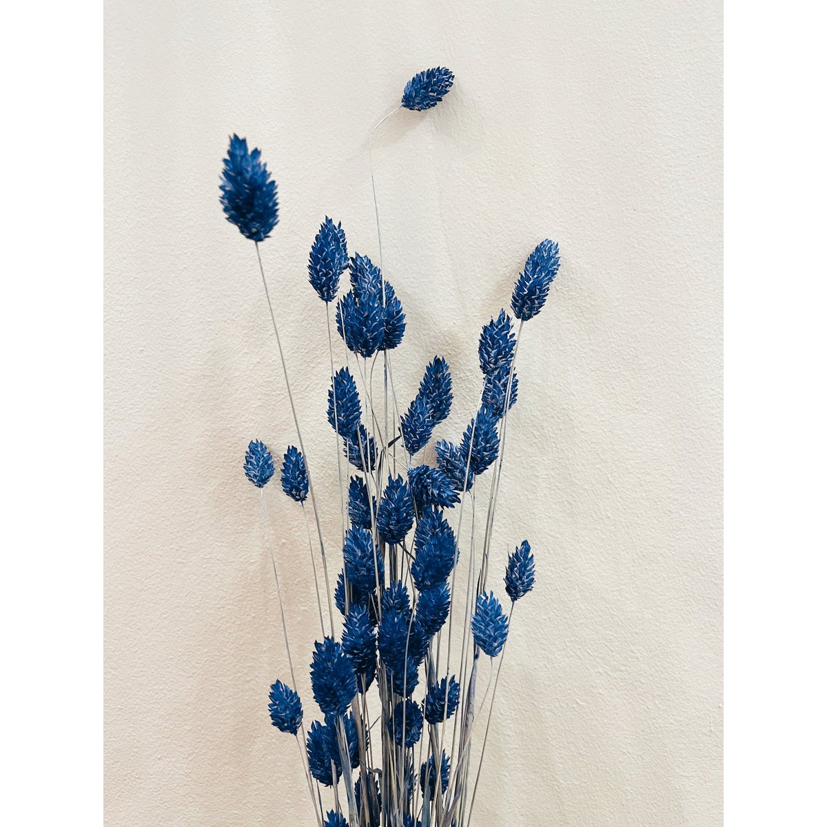 Flores secas azules Phalaris