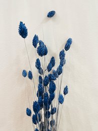 Flores secas azules Phalaris
