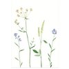Postkarte | Bergblumen lila