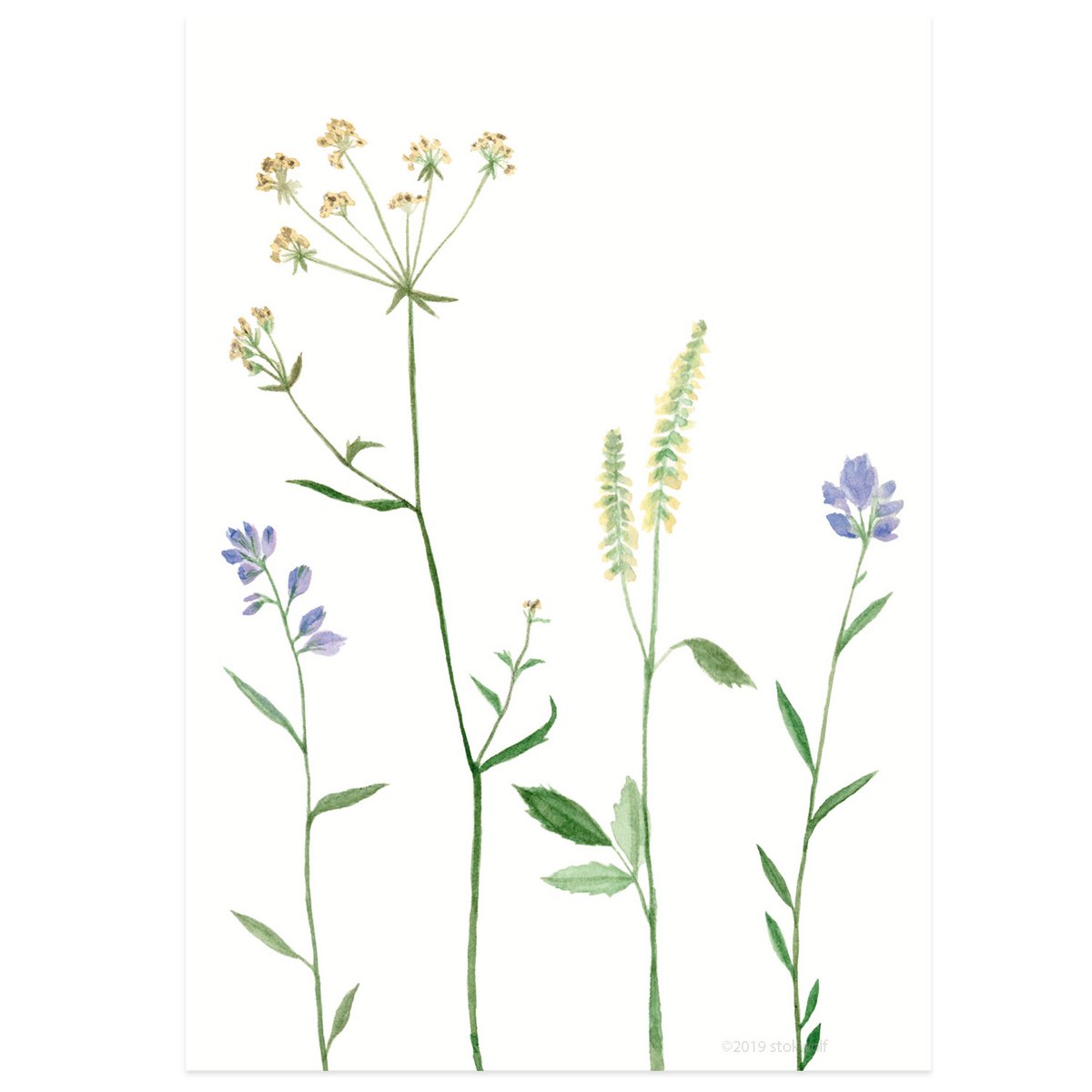 carte postale | Fleurs de montagne lilas