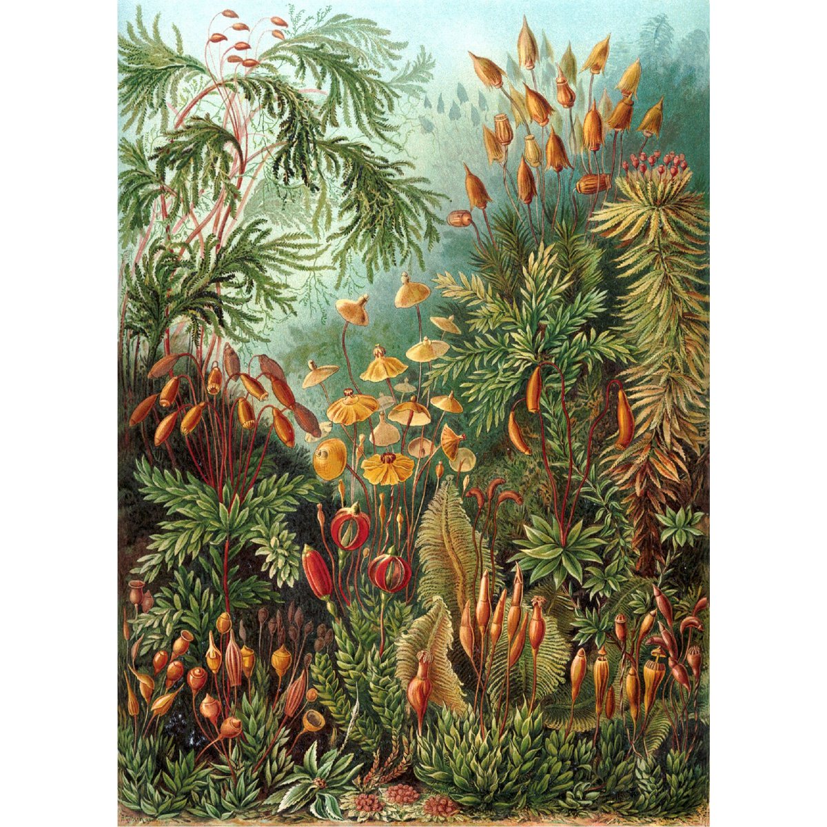 Poster Ernst Haeckel - Muscinae