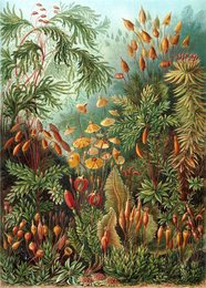 Poster Ernst Haeckel - Muscinae