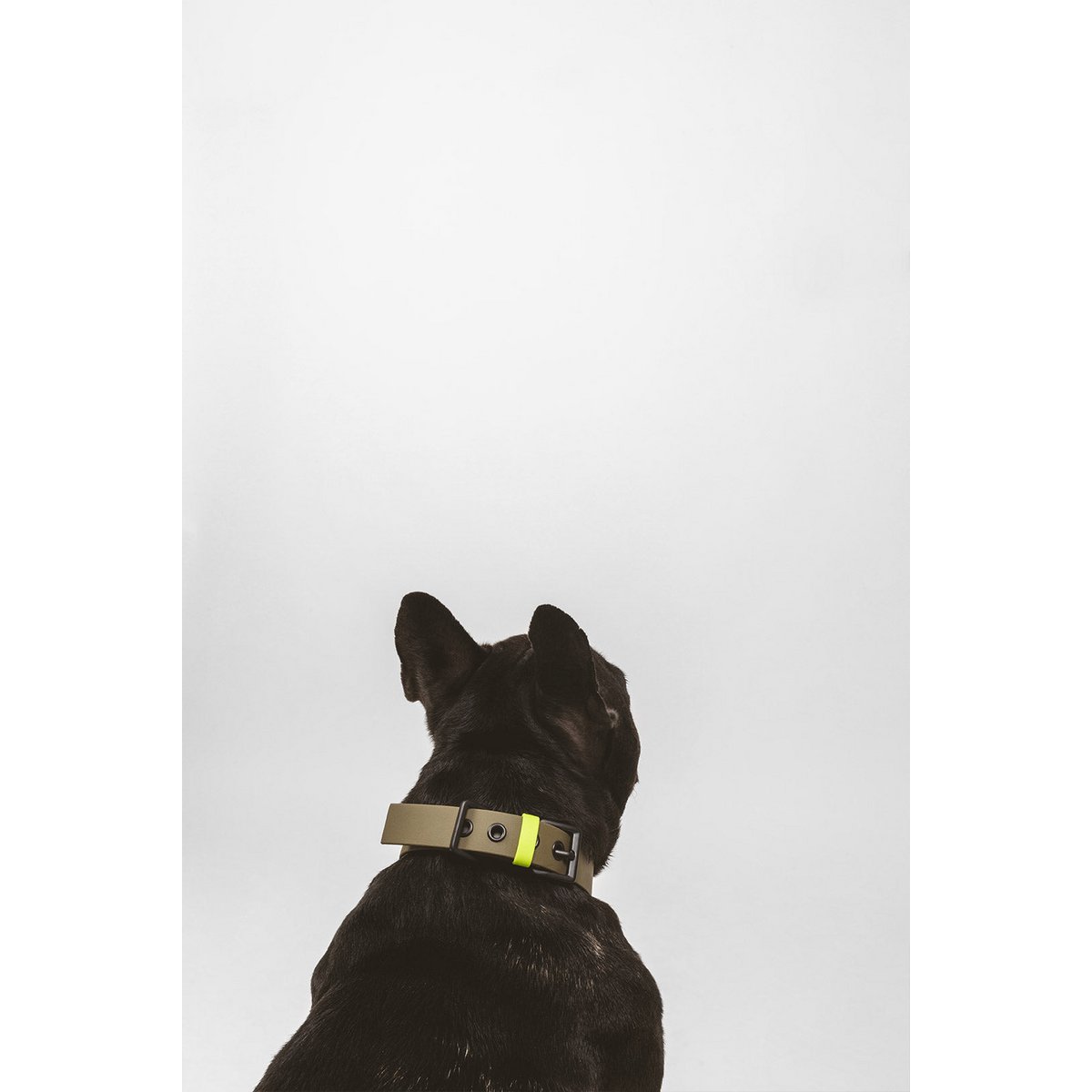 Dog collar C01
